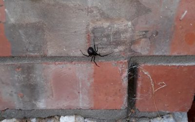 Spooky Rockwall, TX Spiders: Dangerous Or Not?