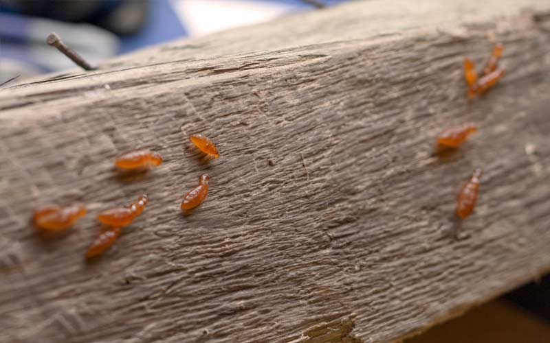 The Importance of Termite Inspections